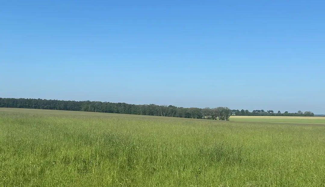 Un foin de haute qualité