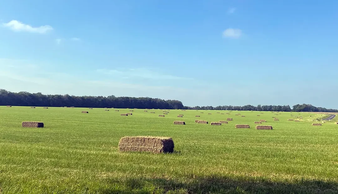 La récolte du foin