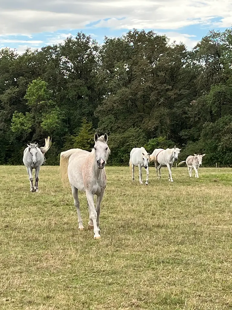 Chevaux de course et d'endurance au près Chevaux de course et d'endurance au près