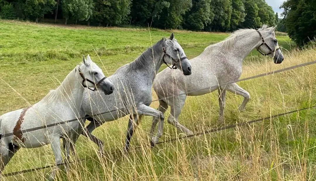 Le secret du foin magique : Patrice et les Chevaux Véloces