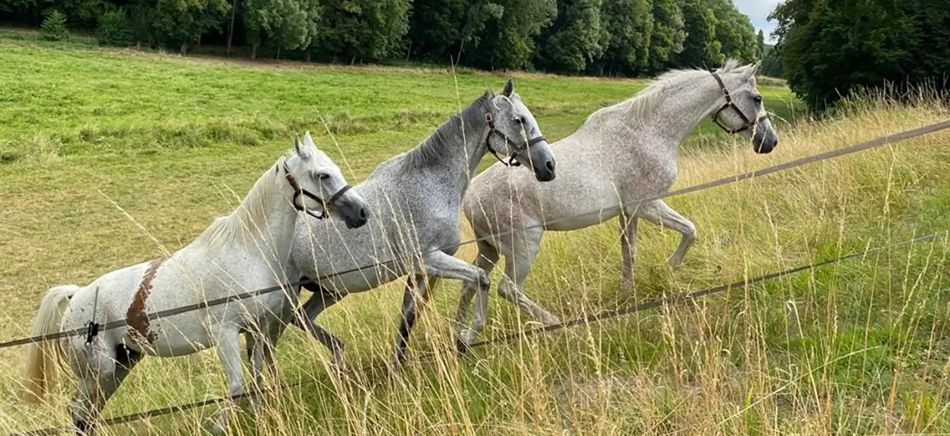 Trois chevaux de course et d'endurance
