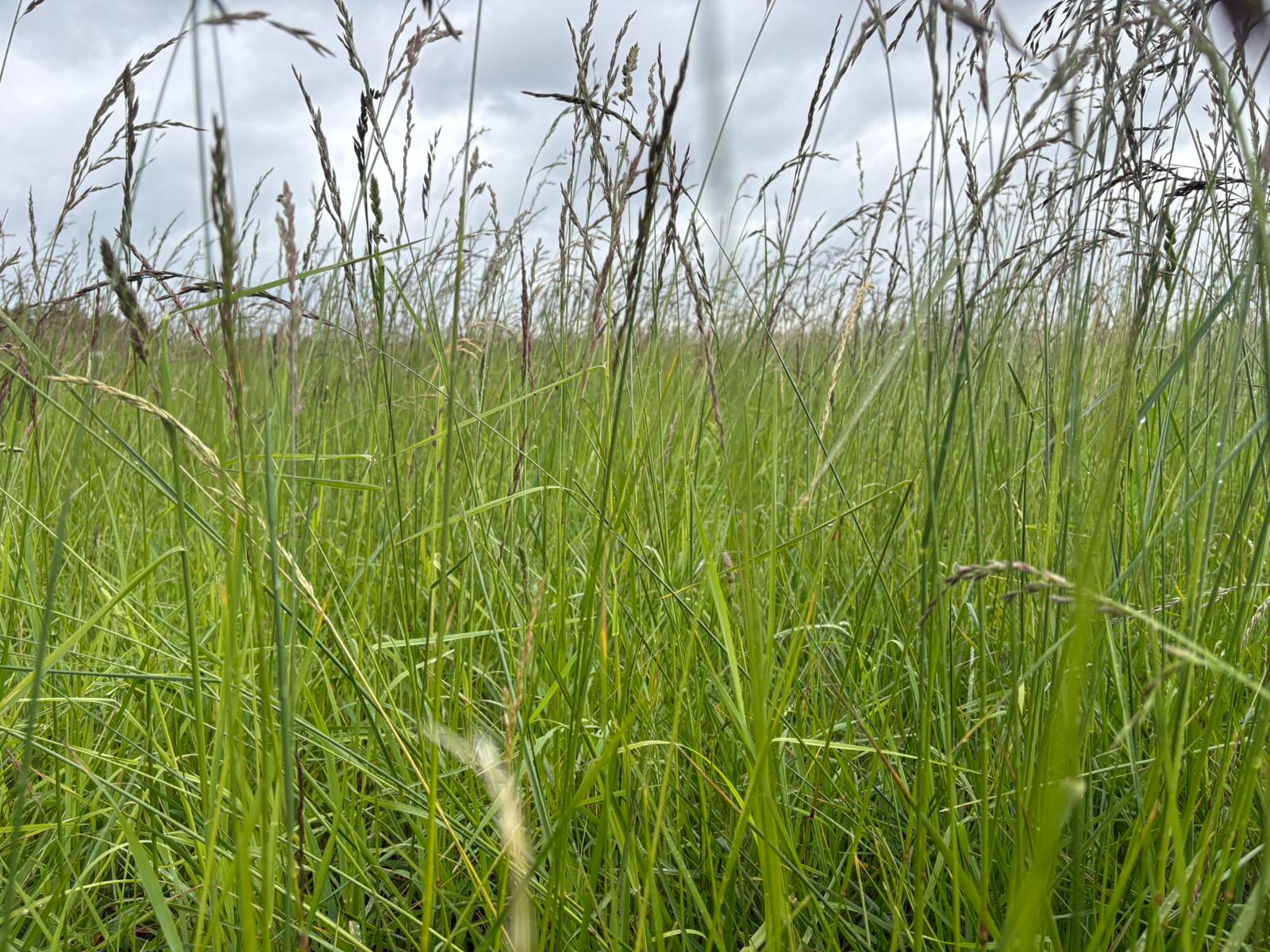 Prairie de graminées